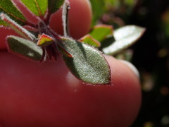 Arctostaphylos pumila