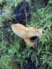 Lactarius scrobiculatus