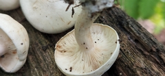 Leucopaxillus