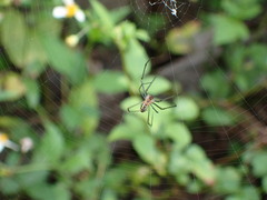 Leucauge argyra