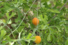 Ibervillea sonorae