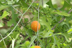 Ibervillea sonorae