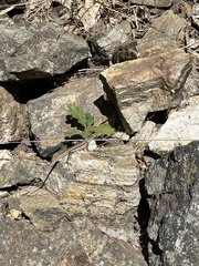 Sceloporus graciosus