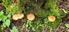 Pholiota squarrosoides