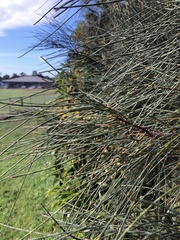 Allocasuarina verticillata