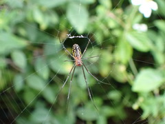 Leucauge argyra