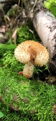 Pholiota squarrosoides