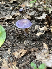 Cortinarius