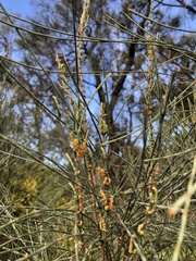 Allocasuarina verticillata
