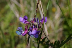 Lathyrus palustris