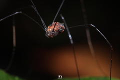 Sclerosomatidae