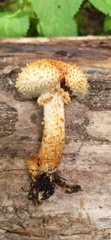 Pholiota squarrosoides