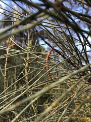 Allocasuarina verticillata