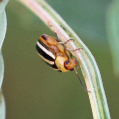 Disonycha glabrata