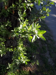 Myoporum laetum