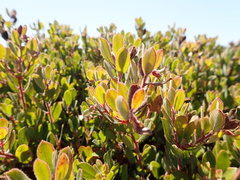 Arctostaphylos pumila