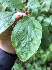Ceanothus sanguineus