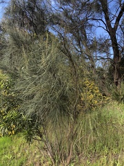 Allocasuarina verticillata