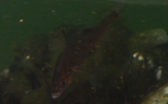 Cymatogaster aggregata