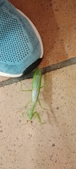 Stagmatoptera