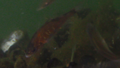 Cymatogaster aggregata