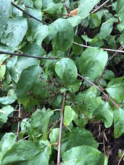 Ceanothus sanguineus