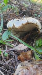 Lactifluus piperatus