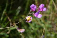 Lathyrus palustris