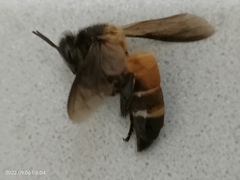 Apis dorsata