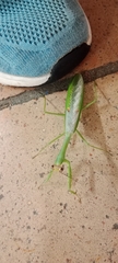 Stagmatoptera