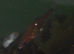 Cymatogaster aggregata