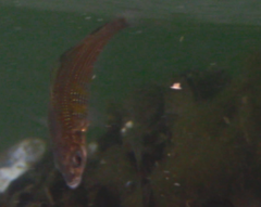 Cymatogaster aggregata