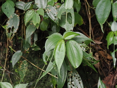 Pilea plataniflora