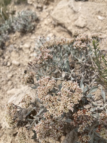 Eriogonum X nebraskense