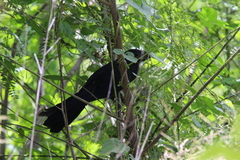 Crotophaga sulcirostris