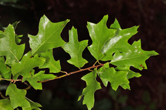 Zapatella quercusphellos