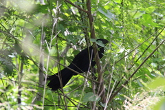 Crotophaga sulcirostris
