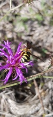 Dianthidium