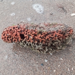 Clathria prolifera