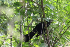 Crotophaga sulcirostris