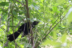 Crotophaga sulcirostris