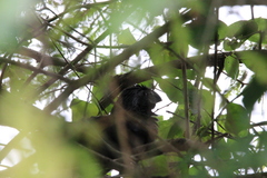 Crotophaga sulcirostris