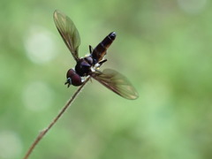 Syrphidae