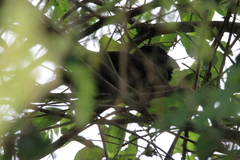 Crotophaga sulcirostris