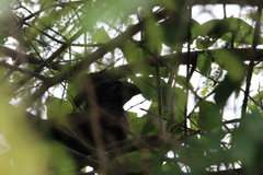 Crotophaga sulcirostris