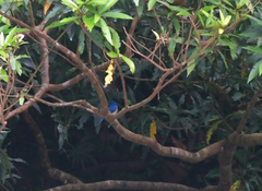 Cyornis turcosus