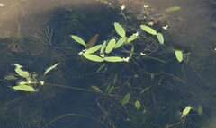 Potamogeton diversifolius
