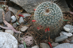 Mammillaria dixanthocentron