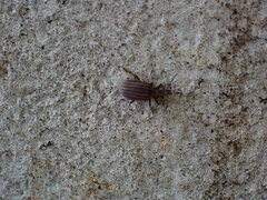 Neolochmaea dilatipennis