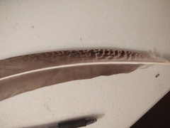 Pavo cristatus